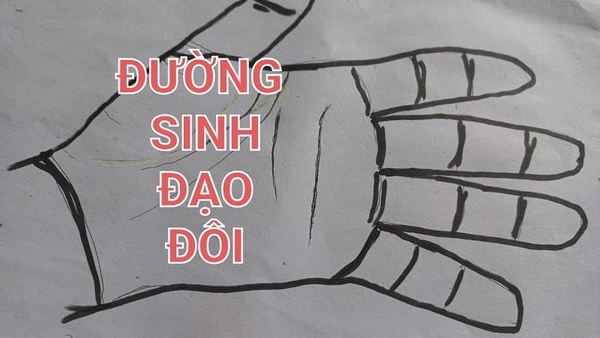 Ý Nghĩa Tâm Linh Đường Sinh Đạo Đôi Và Thông Tin Cần Nắm