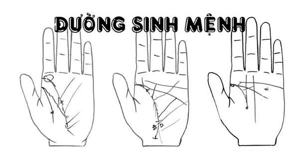 Cách Đọc Đường Sinh Mệnh Dự Đoán Thành Công Trong Công Việc