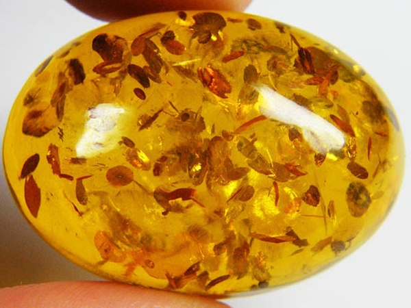 Muôn chuyện xung quanh vòng hổ phách Amber