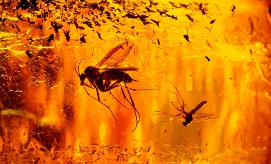 Làm sao để biết hổ phách là thật hay giả?