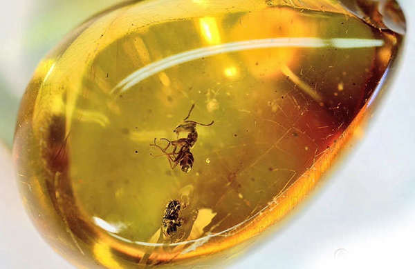 Những công dụng của hổ phách tự nhiên bạn nên biết