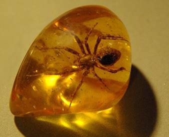 Hổ phách tự nhiên và những điều bạn nên biết