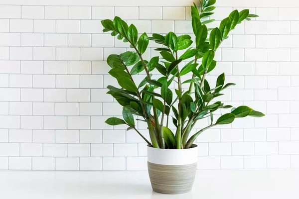 Mệnh Kim Hợp Cây Gì? 8+ Cây Phù Hợp Người Mệnh Kim Hút Tài Lộc