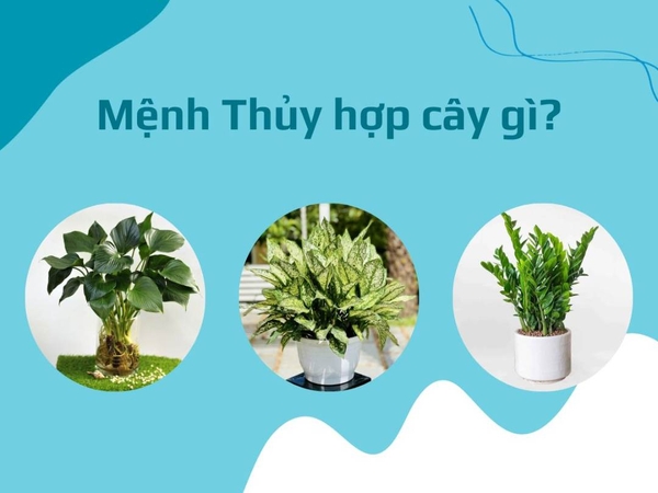 Mệnh Thủy Hợp Cây Gì? 14 Loại Cây May Mắn Và Tài Lộc