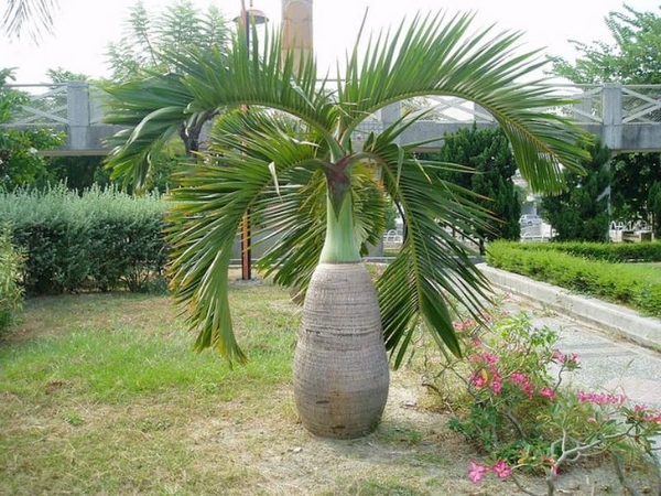 Cây Cau Lùn: Khám Phá Đặc Điểm Sinh Học, Ý Nghĩa Phong Thủy