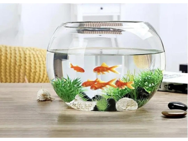 Nuôi Cá Phong Thủy Mệnh Thủy Thu Hút Tài Lộc, Vượng Khí