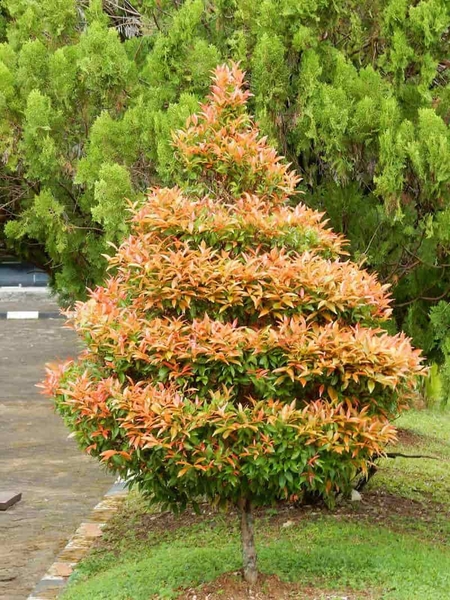 Giới Thiệu Về Cây Hồng Lộc Và Ý Nghĩa Phong Thủy Của Nó