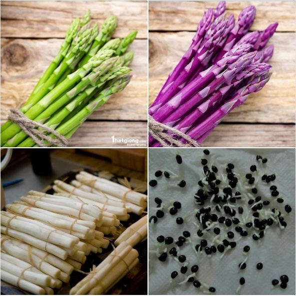 HƯỚNG DẪN TRỒNG MĂNG TÂY TỪ HẠT