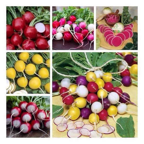 HƯỚNG DẪN TRỒNG CÁC LOẠI RAU ĂN CỦ