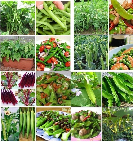 Kỹ thuật trồng rau màu đạt năng suất cao