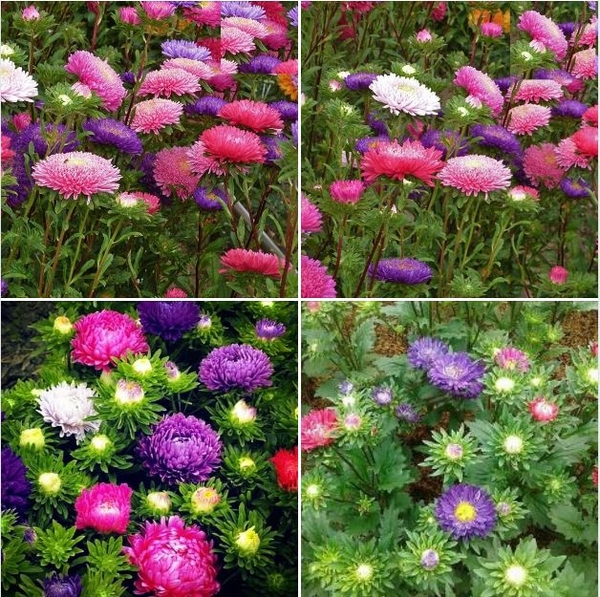 Kỹ thuật bấm ngọn hoa cúc – Đơn giản và hiệu quả