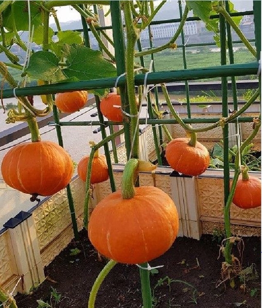 HƯỚNG DẪN TRỒNG CÁC LOẠI BÍ LEO GIÀN