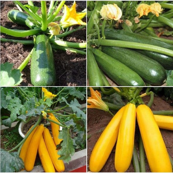 HƯỚNG DẪN TRỒNG BÍ NGÒI