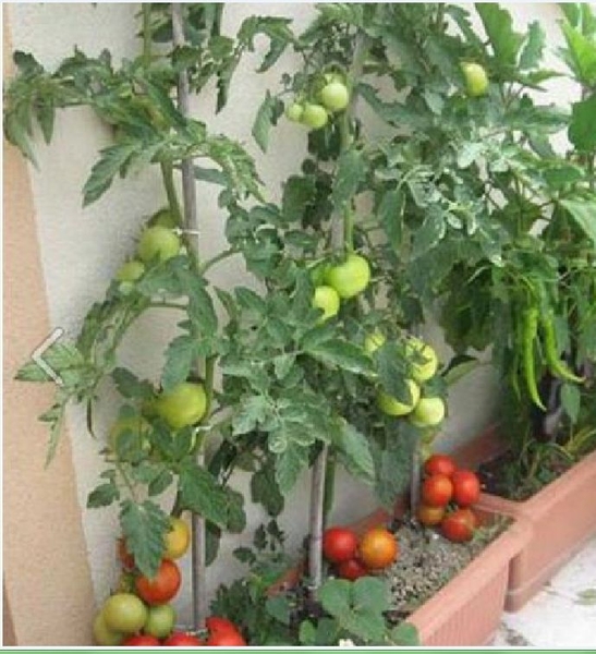 HƯỚNG DẪN CÁCH LÀM ĐẤT VÀ CHĂM SÓC CÂY CHO TỪNG GIAI ĐOẠN PHÁT TRIỂN