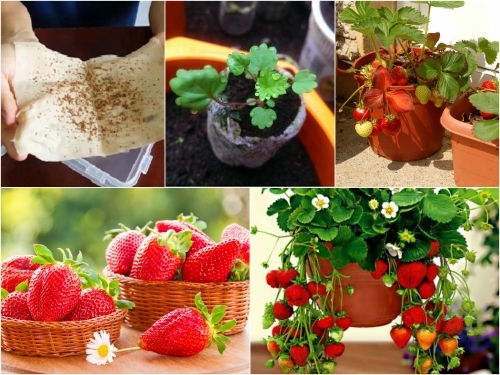 CÁCH TRỒNG VÀ CHĂM SÓC DÂU TÂY TẠI NHÀ