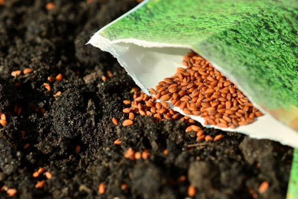 Những điều cần biết khi chọn hạt giống cho vườn rau sạch tươi tốt