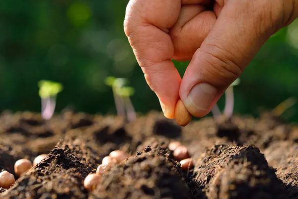 Các nhà nghiên cứu đã tìm ra cách bảo vệ hạt giống khỏi áp lực thiếu nước và cung cấp thêm dinh dưỡng cho giai đoạn nảy mầm quan trọng.