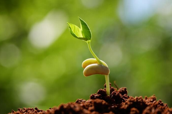 Cách ươm hạt giống rau để hạt nảy mầm và phát triển tốt