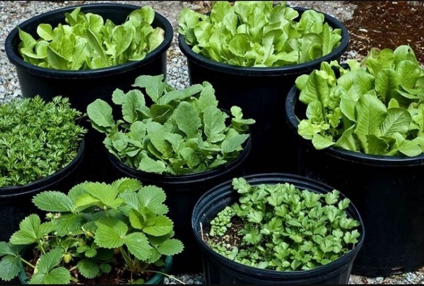Cách trồng rau ăn lá đơn giản ngay tại nhà