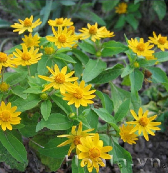 Kỹ thuật trồng hoa cúc tết – Năng suất và hiệu quả cao