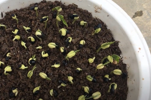 HƯỚNG DẪN GIEO CÁC LOẠI HẠT HỌ CẢI VÀ HỌ ĐẬU