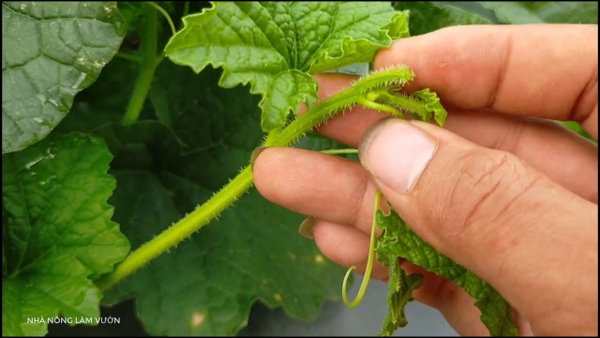 HƯỚNG DẪN TỈA NHÁNH/NGẮT NGỌN CHO CÁC LOẠI DƯA