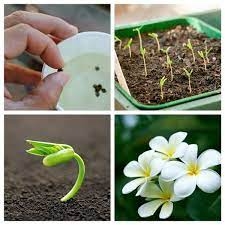 CÁCH XỬ LÝ HẠT GIỐNG TRƯỚC KHI GIEO TRỒNG