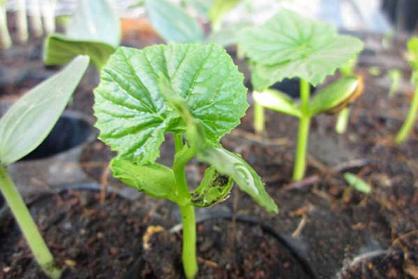 HƯỚNG DẪN GIEO HẠT CÀ CHUA, BẦU, BÍ, MƯỚP ĐẮNG, DƯA LEO, DƯA HẤU, CÀ TÍM,... (CÁC LOẠI HẠT CẦN NGÂM Ủ TRƯỚC KHI GIEO)