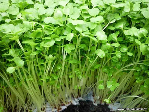 CÁCH TRỒNG RAU MẦM TẠI NHÀ
