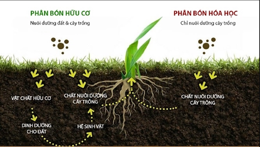 XỬ LÝ ĐẤT TRỒNG BỊ THỪA PHÂN, THỪA DINH DƯỠNG NHƯ THẾ NÀO