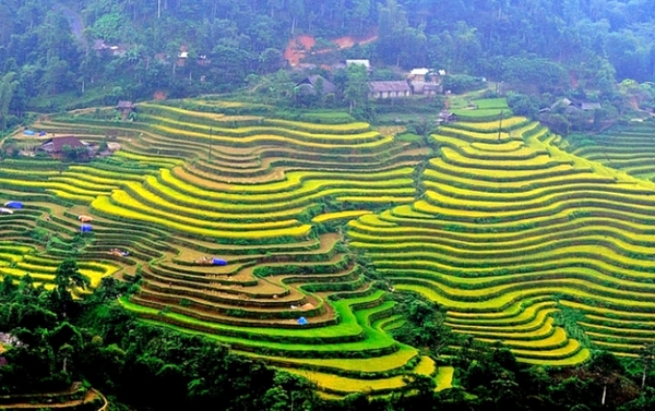 Tour Hà Giang 3 ngày 2 đêm | Hoàng Su Phì - Chiêu Lầu Thi | Leo Núi Săn Mây Và Ngắm Lúa Chín