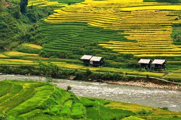 Tour Hà Giang 3 ngày 2 đêm | Hoàng Su Phì - Chiêu Lầu Thi | Leo Núi Săn Mây Và Ngắm Lúa Chín