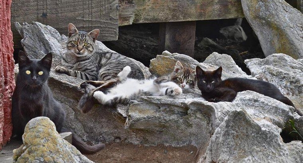 10 địa điểm du lịch chủ đề mèo trên thế giới