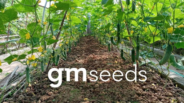 Ruộng Dưa chuột F1 GM-222 của công ty CP Giống Mới