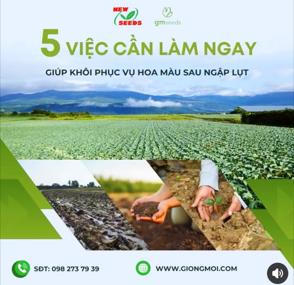 💢 5 VIỆC CẦN LÀM NGAY GIÚP KHÔI PHỤC VỤ HOA MÀU SAU NGẬP LỤT🌿