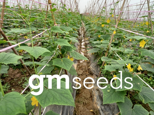 Dưa nếp thơm của công ty trồng tại Tuyên Quang