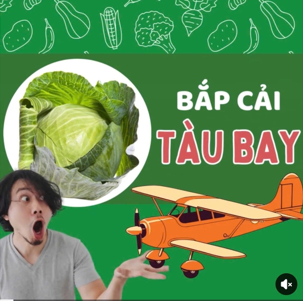 ĐỘC LẠ BẮP CẢI TÀU BAY TẠI THÁI BÌNH