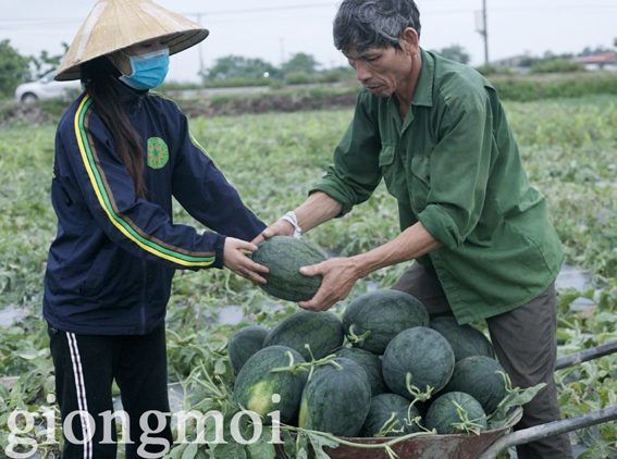 Dưa hấu F1 GM-1391 trồng tại Thanh Hóa
