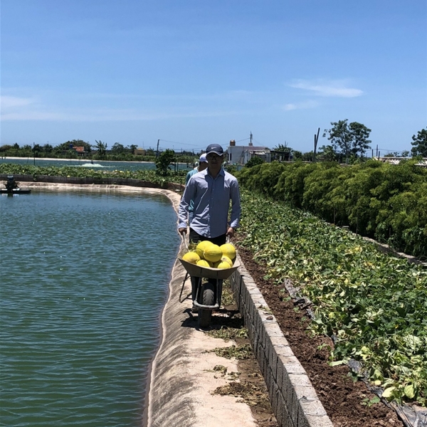 Dưa thơm F1 Kim Hồng tại Thái Bình