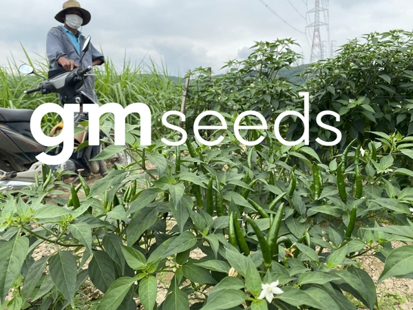 Ớt chỉ thiên F1 GM-4000 trồng tại Bình Định