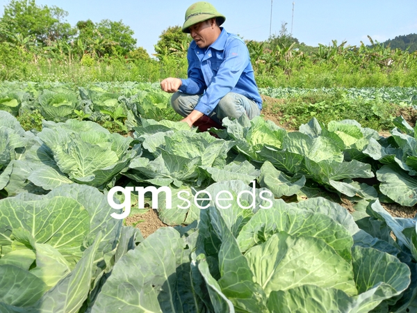 Bắp cải F1 Parami trồng tại Mộc Châu, Sơn La