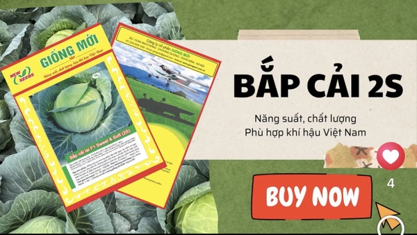 𝐁𝐚̆́𝐩 𝐂𝐚̉𝐢 𝟐𝐒: 𝐇𝐚̣𝐭 𝐠𝐢𝐨̂́𝐧𝐠 𝐍𝐡𝐚̣̂𝐭 𝐁𝐚̉𝐧, 𝐊𝐡𝐚́𝐧𝐠 𝐁𝐞̣̂𝐧𝐡 𝐕𝐮̛𝐨̛̣𝐭 𝐭𝐫𝐨̣̂𝐢, 𝐂𝐚̉ 𝐍𝐮̛𝐨̛́𝐜 𝐓𝐢𝐧 𝐃𝐮̀𝐧𝐠.