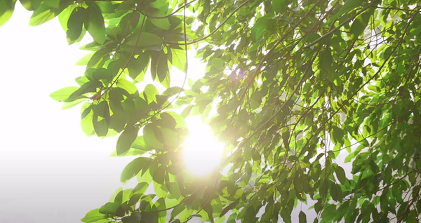 FOSCO giới thiệu 2021