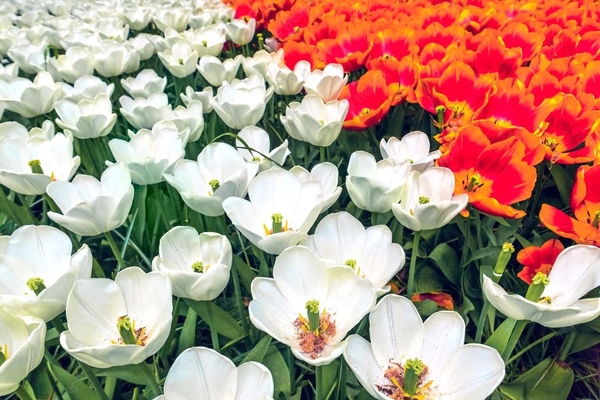 Chiêm ngưỡng vẻ đẹp hoa tulip ở Hà Lan
