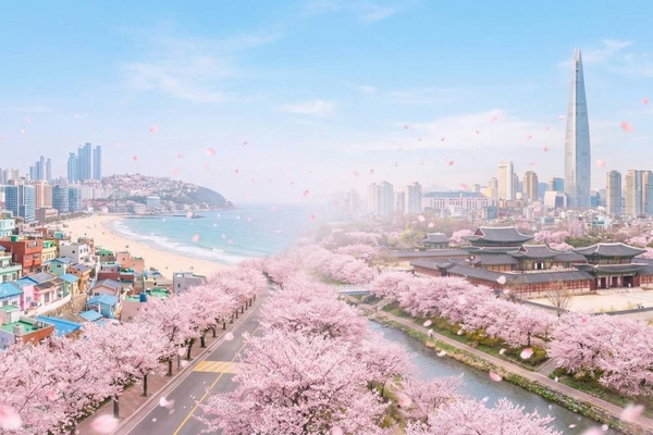 Hoa anh đào Hàn Quốc 2026 nở từ cuối tháng 3, các lễ hội mùa xuân đồng loạt diễn ra