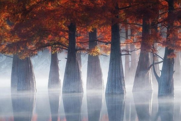 Khám phá khu rừng đỏ bí ẩn ở Nga