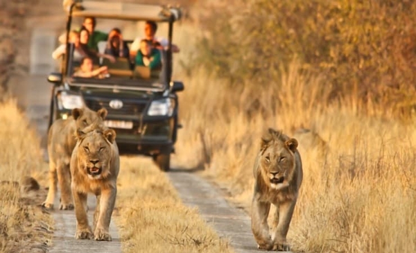 Cảm nhận Thám hiểm rừng châu Phi, Khám phá Công viên quốc gia Pilanesburg và Sun City thành phố không ngủ