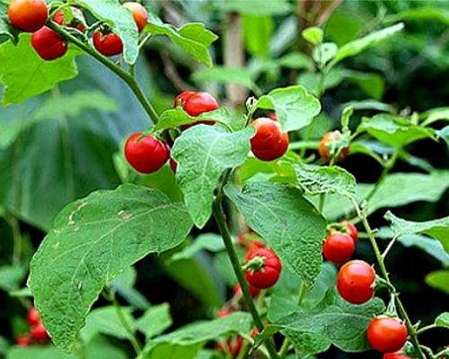 Uống cà gai leo có tác dụng gì? Công dụng và lưu ý
