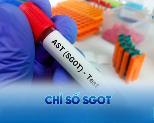 Chỉ số AST là gì? Ý nghĩa trong xét nghiệm đánh giá chức năng gan