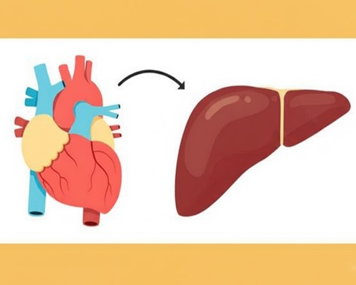 Bệnh xơ gan tim là gì? Nguyên nhân và triệu chứng